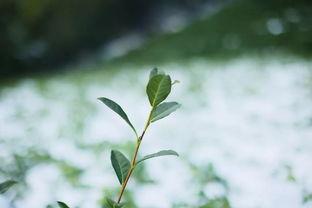 茶农世家最新爆料,传承千年的神秘茶事